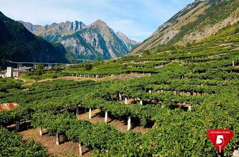 Sự khác biệt giữa rượu vang ở các vùng có độ cao khác nhau