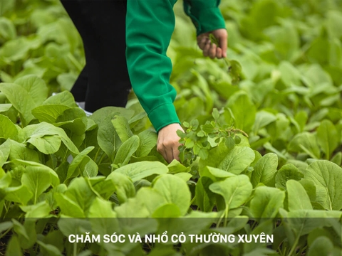 Rau mồng tơi 4KFarm