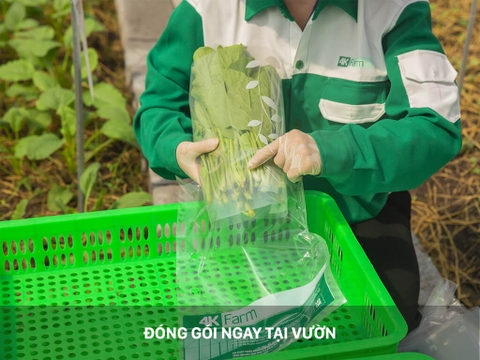 Rau mồng tơi 4KFarm