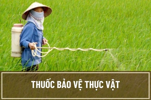 Những hiểu biết cơ bản về thuốc bảo vệ thực vật