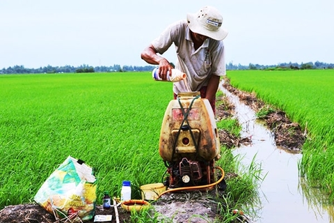 Sử dụng thuốc bảo vệ thực vật đúng cách, an toàn