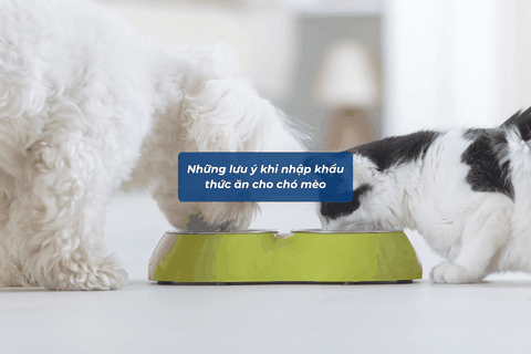 Những Lưu Ý Khi Nhập Khẩu Thức Ăn Cho Chó Mèo