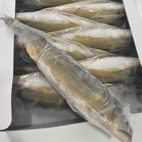 Cá Ayu Nhật Bản - 1Kg (Có trứng & Không trứng)