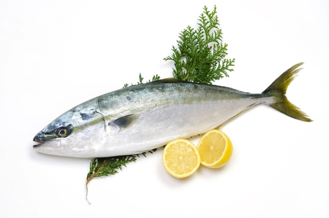 Cá cam Nhật Bản (Hamachi, Buri)