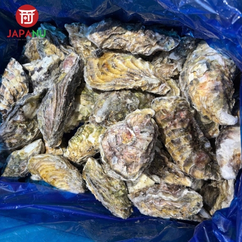 Hàu Nhật Miyagi nguyên vỏ - Chuẩn Sashimi