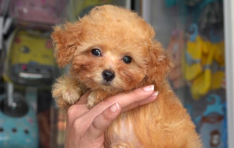 Nuôi chó Poodle - Hướng dẫn chăm sóc, dinh dưỡng và huấn luyện