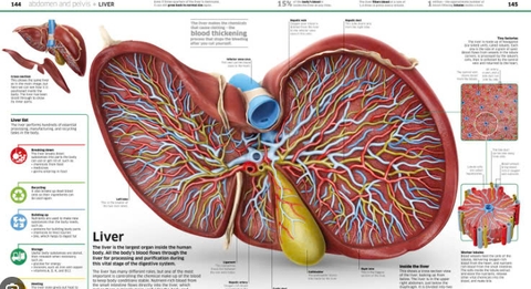 Knowledge Encyclopedia Human Body!
