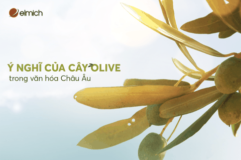 Ý nghĩa của cây olive trong văn hóa Châu Âu