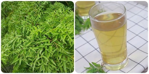 Học cách nấu nước lá đinh lăng chữa bệnh tại nhà