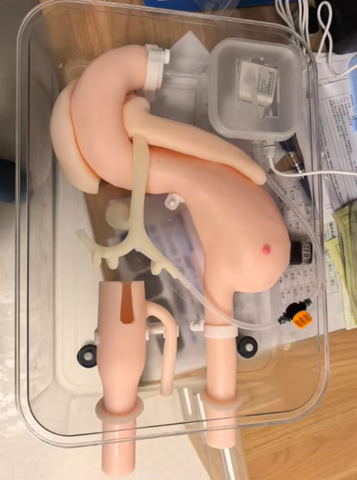 Mô hình huấn luyện phẫu thuật nội soi dạ dày, tá tràng