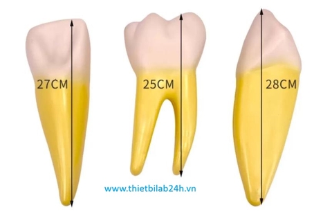 Mô hình giải phẫu răng người phóng đại 12 lần bổ dọc