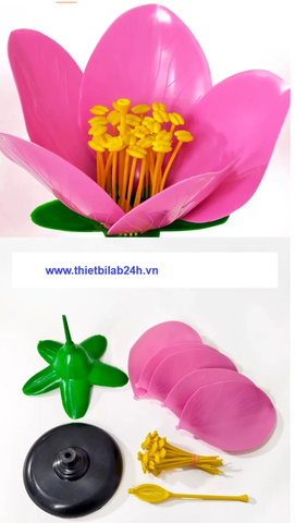 Mô hình giải phẫu hoa đào