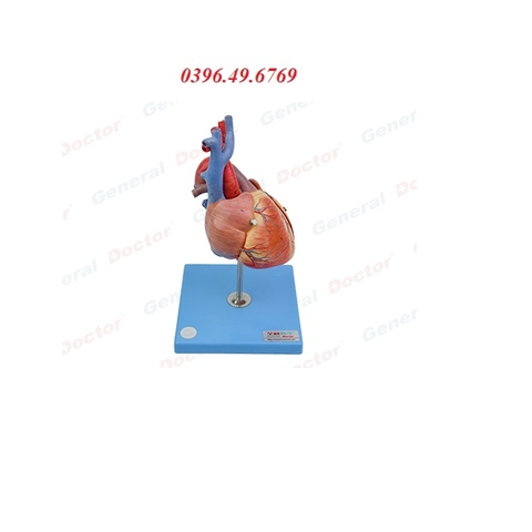 Mô hình giải phẫu tim thai nhi model GD/A16023