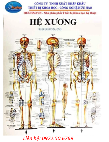 BỘ TRANH GIẢI PHẪU HỆ XƯƠNG 13 TỜ