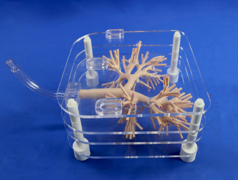 Mô hình huấn luyện nội soi phế quản – Mô phỏng hô hấp chân thực, hỗ trợ đào tạo y khoa hiệu quả