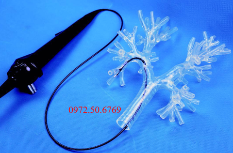 Mô hình huấn luyện nội soi phế quản – Mô phỏng hô hấp chân thực, hỗ trợ đào tạo y khoa hiệu quả