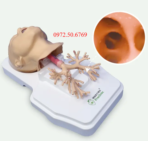 Mô hình huấn luyện nội soi hô hấp