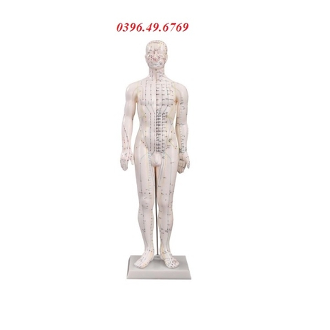 MÔ HÌNH THỰC HÀNH CHÂM CỨU BẤM HUYỆT 50CM