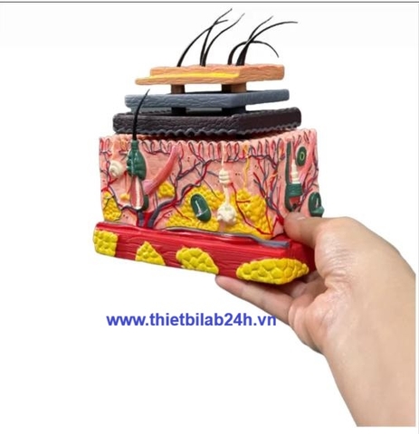 Mô hình giải phẫu da 4D, cấu trúc nang tóc