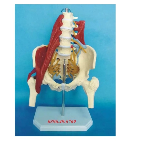 MÔ HÌNH CỘT SỐNG THẮT LƯNG VỚI XƯƠNG CHẬU XƯƠNG ĐÙI CÓ CƠ VÀ RỄ THẦN KINH
