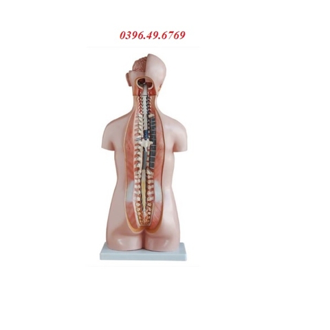 MÔ HÌNH GIẢI PHẪU NỘI TẠNG CƠ THỂ NGƯỜI- MÔ HÌNH TRUNG TÍNH KÍCH THƯỚC 85CM