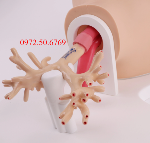 Mô hình huấn luyện nội soi phế quản nhi khoa