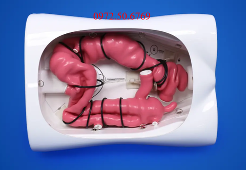 Mô hình huấn luyện nội soi đại tràng
