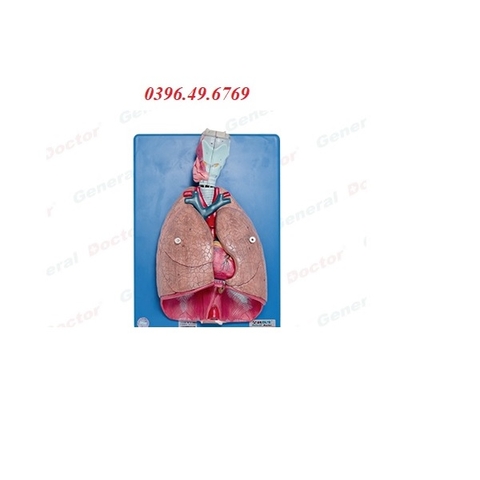 MÔ HÌNH THANH QUẢN TIM VÀ PHỔI 7 PHẦN MODEL GD/A13012