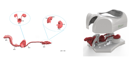 Mô hình huấn luyện nội soi tiết niệu