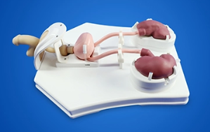 Mô hình huấn luyện nội soi tiết niệu