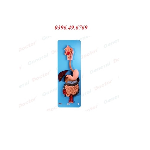 MÔ HÌNH GIẢI PHẪU HỆ TIÊU HOÁ MODEL GD/A12001