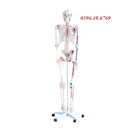 MÔ HÌNH BỘ XƯƠNG NGƯỜI KÈM HỆ CƠ VÀ DÂY CHẰNG – CAO 180 CM