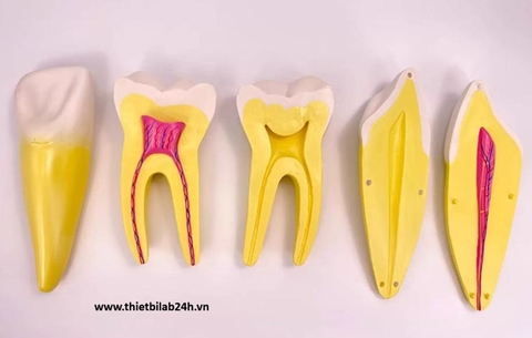 Mô hình giải phẫu răng người phóng đại 12 lần bổ dọc