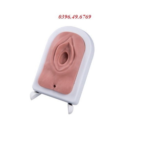 MÔ HÌNH THỰC HÀNH CẮT KHÂU TẦNG SINH MÔN MODEL 1019639 (P95)
