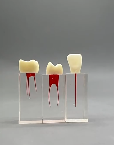 Mô hình mô phỏng ống tủy răng