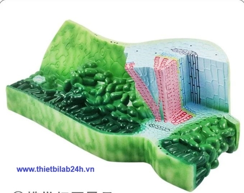 Mô hình cấu trúc lá, mô hình tế bào thực vật