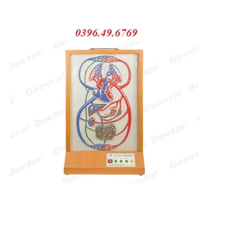 Mô hình hệ tuần hoàn máu model GD/A16003