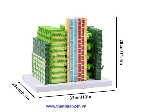 Mô hình phóng đại cấu trúc thực vật hai lá mầm