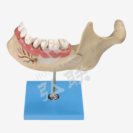 Mô hình phóng đại răng người lớn