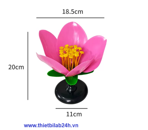 Mô hình giải phẫu hoa đào