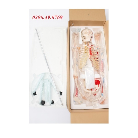 MÔ HÌNH BỘ XƯƠNG NGƯỜI KÈM HỆ CƠ VÀ DÂY CHẰNG – CAO 180 CM
