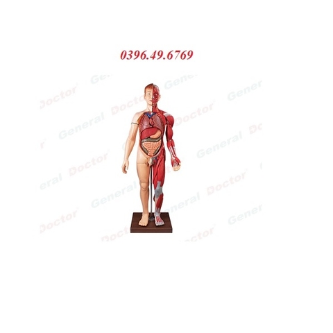 Mô hình giải phẫu toàn thân model GD/A10001
