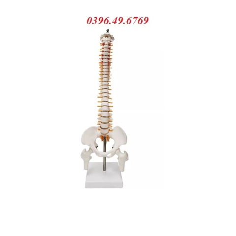 Mô hình xương cột sống 45cm tỷ lệ 1:2 với thực tế