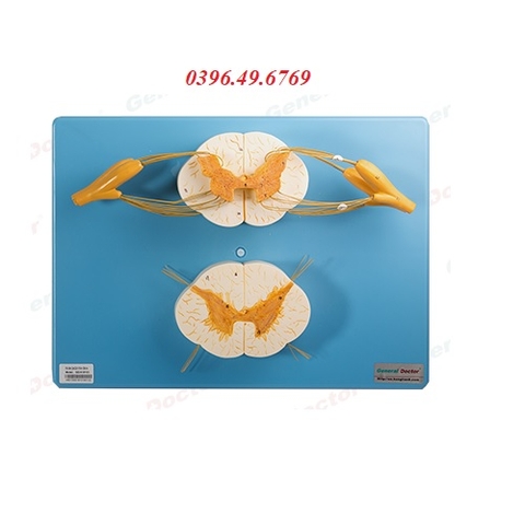 MÔ HÌNH TUỶ SỐNG VÀ CÁC NHÁNH THẦN KINH MODEL GD/A18103