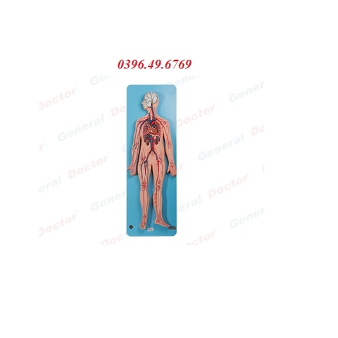 Mô hình giải phẫu hệ tuần hoàn Model GD/A16001
