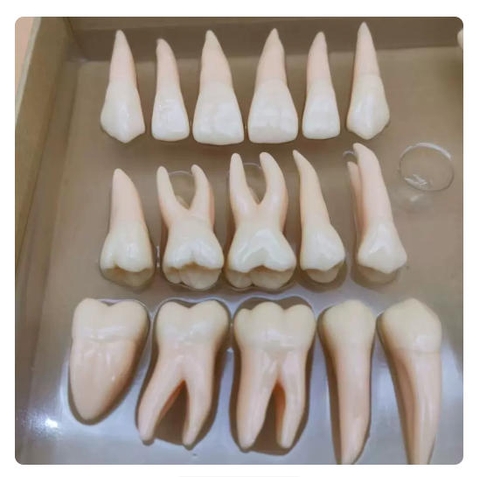 Mô hình răng vĩnh viễn hai màu, có chân răng