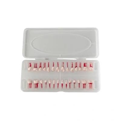 Mô hình răng nội nha 28 cái răng điều trị tủy răng
