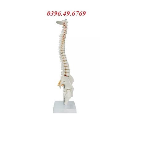 Mô hình xương cột sống 45cm tỷ lệ 1:2 với thực tế