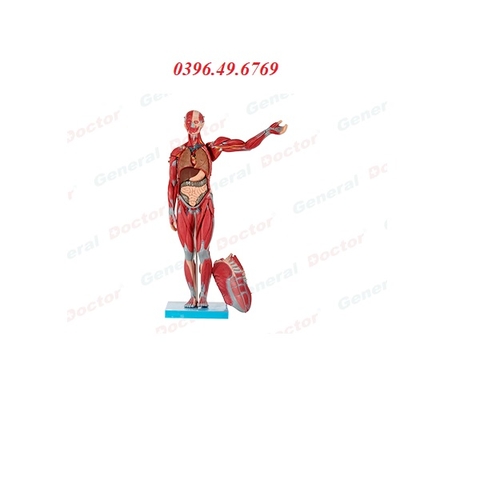 Mô hình hệ cơ toàn thân nam giới có nội tạng bên trong Model GD/A11301/2