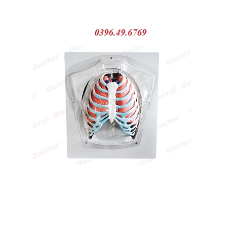 MÔ HÌNH GIẢI PHẪU HỆ HÔ HẤP MODEL GD/A13008